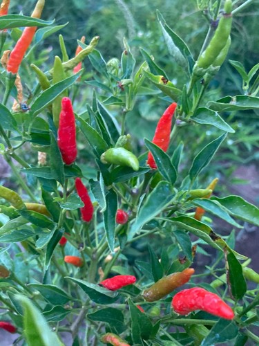Thai pepper prolific - pepper,